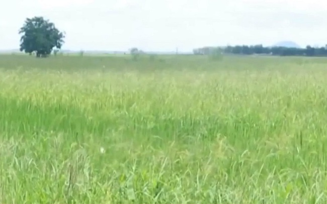 Sản lượng gạo Thái Lan có thể giảm hơn 3% do El Nino