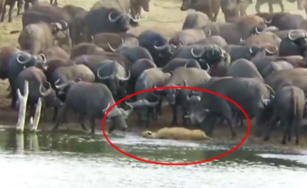 Clip: Sư tử cái lạc đàn bị cả trăm con trâu rừng giẫm đạp đến chết