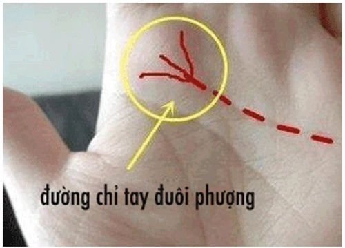 8 đường chỉ tay giàu sang, phú quý ai sở hữu của cải, tiền tài đếm không xuể - Ảnh 2.