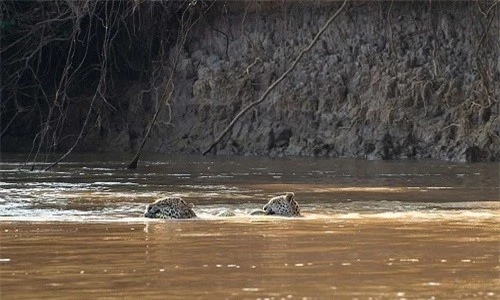 Mẹ con báo đốm bơi qua sông với xác trăn dài 5 mét trong miệng. Ảnh:Arjan Jongeneel.