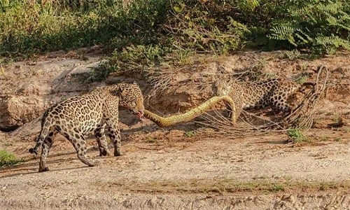 Cuộc chiến tranh xác trăn bắt đầu ngay khi chúng lên bờ. Ảnh:Arjan Jongeneel.