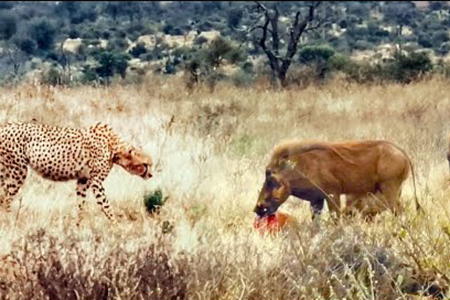 CLIP: Ngỡ ngàng trước cảnh báo săn bị lợn bướu cướp mồi