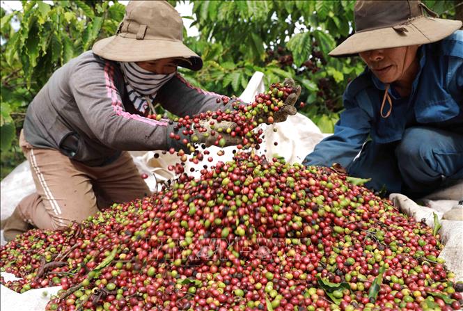 Chủ động nắm bắt thông tin thị trường trước biến động của giá cà phê