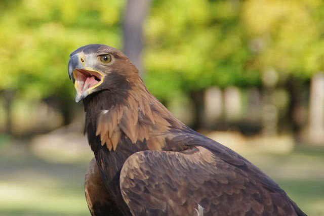 Top 5 loài động vật khỏe nhất hành tinh