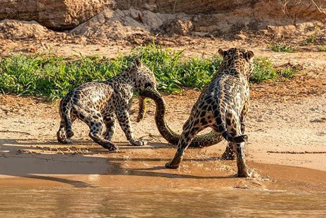 Báo đốm tranh xác trăn anaconda dài 5 mét với mẹ