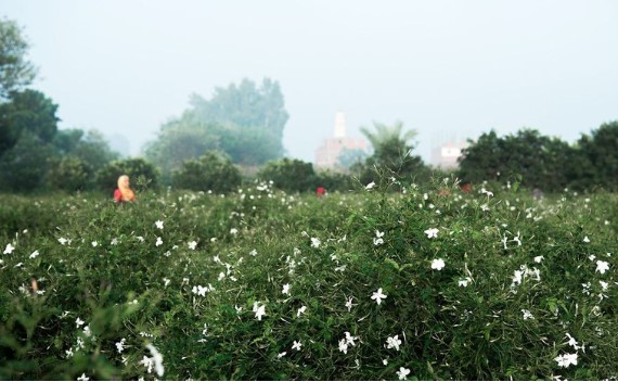 Ngôi làng Ai Cập nhỏ bé làm thơm cả thế giới với hương hoa nhài