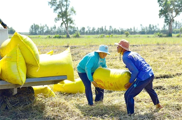 Giá lúa gạo tăng “nóng”: Cần có chiến lược về giá - Ảnh 1.