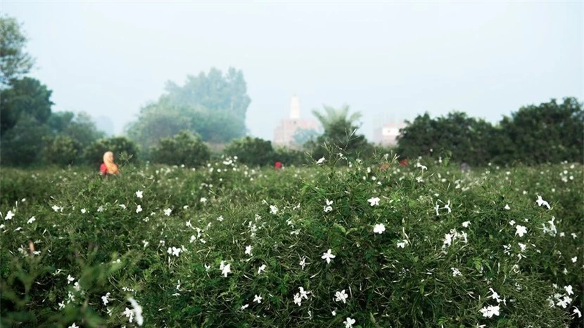 Ngôi làng Ai Cập nhỏ bé làm thơm cả thế giới với hương hoa nhài - Ảnh 3.