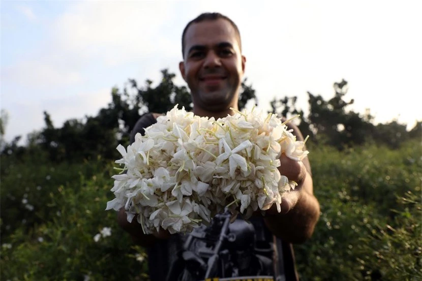 Ngôi làng Ai Cập nhỏ bé làm thơm cả thế giới với hương hoa nhài - Ảnh 6.
