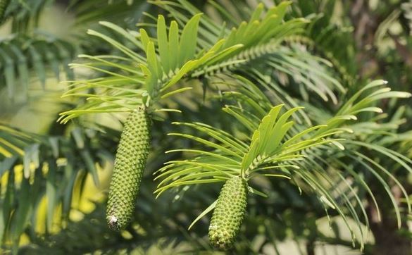 Bí ẩn cây 'hóa thạch sống' bị đóng băng suốt 66 triệu năm