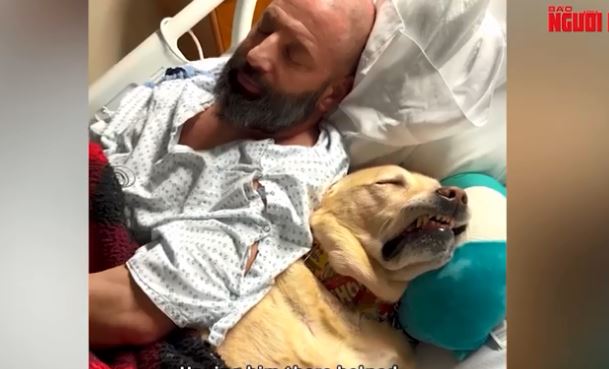 Clip: Cảm động chú chó không rời nửa bước khi chủ nhập viện