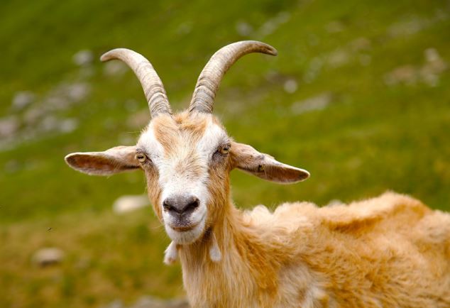 Ở hiền gặp lành, 3 con giáp này tài lộc về tay, từ nay tới cuối năm cuộc sống sung túc