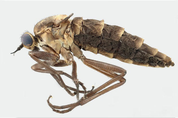 Bí ẩn con ruồi không biết bay