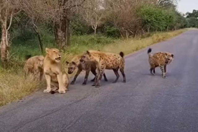 CLIP: Sư tử già yếu bị linh cẩu hành hạ tả tơi