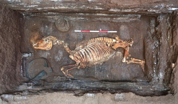 Sinh vật bí ẩn được khai quật từ lăng mộ hoàng đế nhà Hán là loài động vật gì?