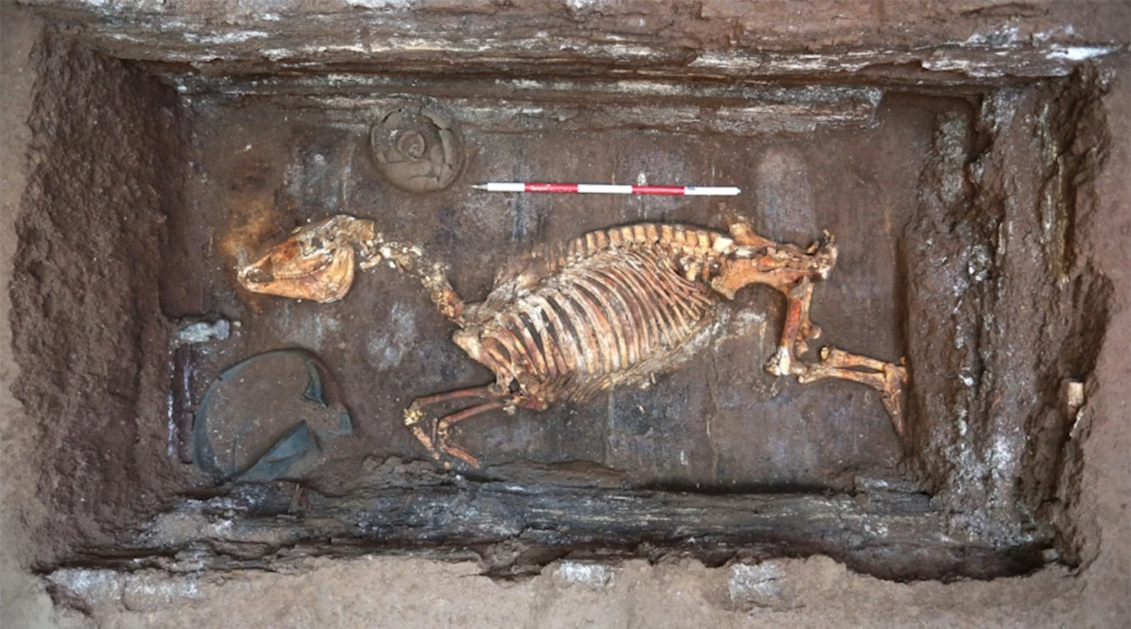 Sinh vật bí ẩn được khai quật từ lăng mộ hoàng đế nhà Hán là loài động vật gì? - Ảnh 2.