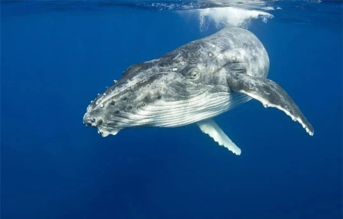 Thói quen lạ lùng của loài cá voi lưng gù: Thích 