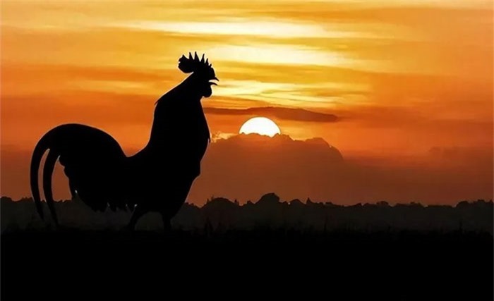 Là động vật hoạt động ban ngày, gà trống có đồng hồ sinh học mạnh.