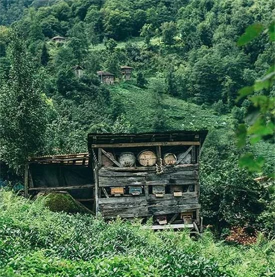 Ở Thổ Nhĩ Kỳ, có nhiều người đã và đang nghiên cứu cách nuôi ong hoang dã Caucasian