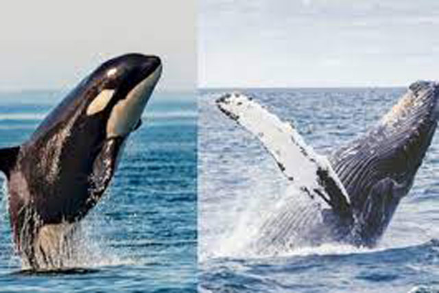 Thói quen lạ lùng của loài cá voi lưng gù: Thích 'làm anh hùng' cứu sống con mồi trong cuộc đi săn của cá voi sát thủ