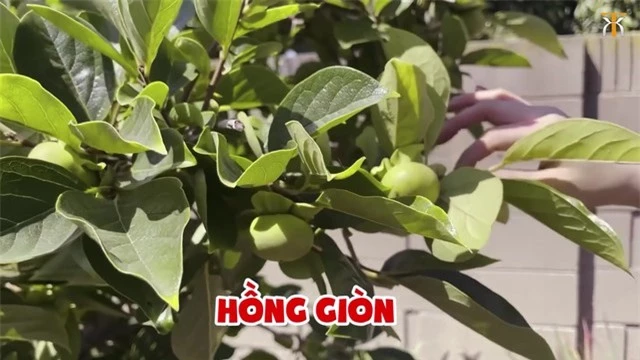 Bên trong khu vườn nhà Hà Thanh Xuân ở Mỹ: Rộng 600m2, trái cây sum suê ăn không hết - Ảnh 7.