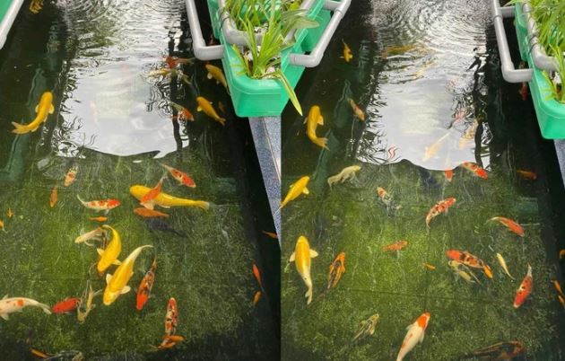 Ông bố đảm 'biến' sân thượng thành vườn trồng rau nuôi cá, thu hoạch “mỏi tay” ở TP.Hồ Chí Minh