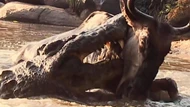 CLIP: Cá sấu ra đòn chớp nhoáng, hạ sát linh dương đầu bò