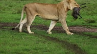 CLIP: Ngỡ ngàng trước cảnh sư tử ‘chơi đùa’ với lợn con và cái kết bất ngờ