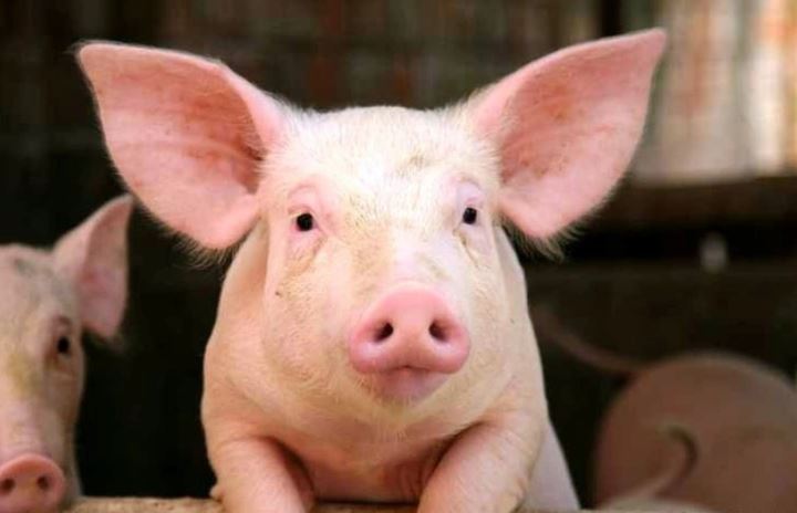 Phần thịt lợn cực đắt giá, quý như "nhân sâm", nhà giàu tranh nhau mua