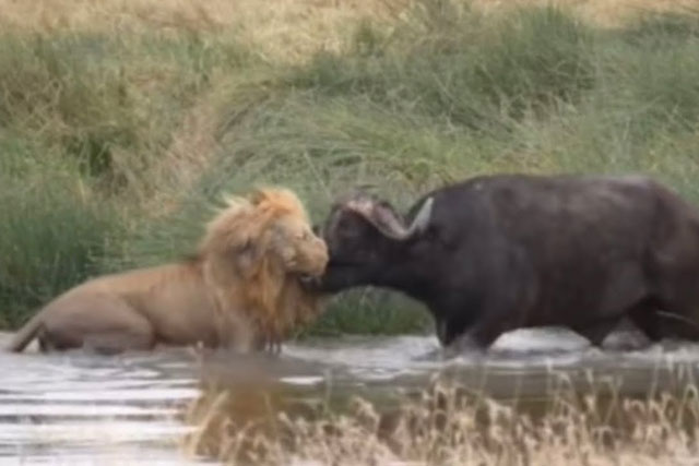 CLIP: Sư tử ‘thủy chiến’ ác liệt với trâu rừng