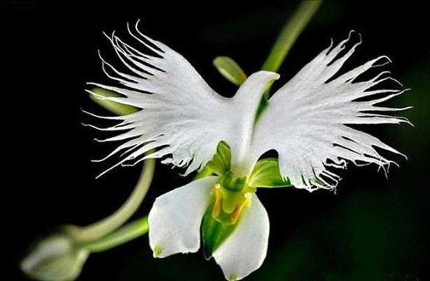 Những loài kỳ hoa dị thảo trên hành tinh