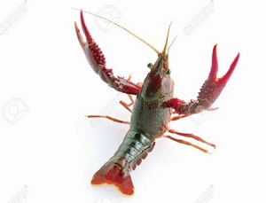 Ngăn chặn nhập lậu, vận chuyển tôm hùm giống từ nước ngoài vào Việt Nam