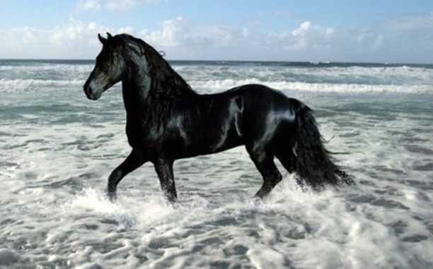 Những con ngựa nổi tiếng trong lịch sử - văn học Trung Quốc