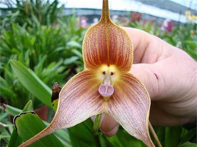1. Hoa phong lan mặt khỉ (Dracula Simia): Chú khỉ đáng yêu này nở vào bất cứ mùa nào trong năm và khi nở, hoa sẽ tỏa ra mùi cam chín vô cùng ngọt ngào.