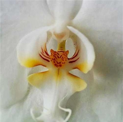 11. Hoa phong lan hình mãnh hổ: Trên thực tế, loài hoa này không thuộc họ Phong lan Mãnh hổ (Tiger Orchid) nhưng chúng cũng có phần trung tâm hoa rất giống mặt hổ. 