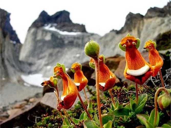 12. Hoa người ngoài hành tinh vui vẻ (Calceolaria Uniflora): Những cây hoa mọc trên đỉnh núi Tierra del Fuego, phía nam của Nam Mỹ, được ví như những người ngoài hành tinh vui vẻ với mùa vàng, trắng và đỏ tươi tắn. 