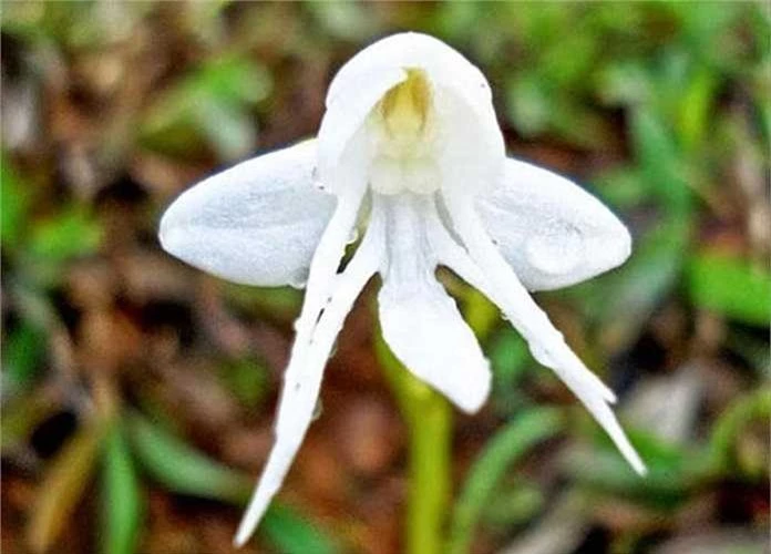 13. Hoa phong lan thiên thần (Habenaria Grandifloriformis): Ngoài hình dáng, bông hoa phong lan này còn có những cánh trắng tinh khiết, rất thích hợp với hình tượng thiên thần. 