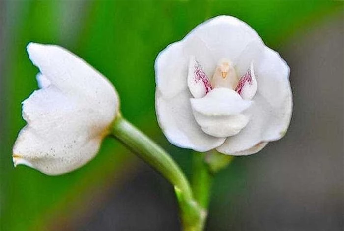 14. Hoa phong lan bồ câu (Peristeria Elata): Xuất hiện chủ yếu ở vùng Trung Mỹ, từ Ecuador đến Venezuela., hoa phong lan này có lớp cánh trắng muốt và phần trung tâm hoa rất giống hình một chú chim bồ câu nhỏ xinh. 