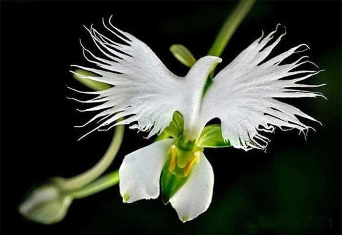 16. Hoa phong lan chim trắng (Habenaria Radiata): Được tìm thấy ở Trung Quốc, Nhật Bản, Hàn Quốc và Nga, loài hoa phong lan này sở hữu màu trắng tinh khôi và những cánh mỏng xòe ra, gợi nhớ tới một con diệc trắng đang cất cánh bay. 