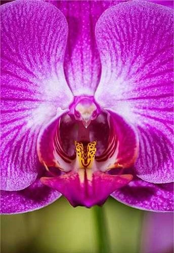 17. Hoa phong lan bướm đêm (Phalaenopsis): Tên khoa học của loài hoa phong lan này cũng chính là tên gọi của một chi bướm đêm có số lượng lớn. Và không khó để hiểu tại sao phong lan Phalaenopsis lại có tên như vậy.