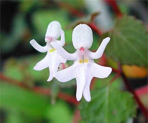 5. Hoa bóng nước hình vũ công (Impatiens Bequaertii): Đây là những cây hoa bóng nước cực hiếm của rừng nhiệt đới Đông Phi. Chúng tương đối nhỏ, chỉ cao khoảng 30cm và hoa chỉ dài khoảng 2,5cm. 
