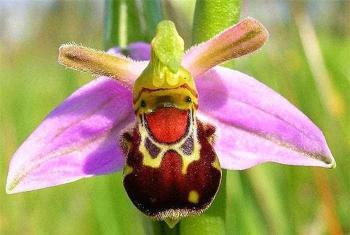6. Hoa phong lan mặt ong cười (Ophrys Bombyliflora): Thêm một loài thực vật phổ biến nữa ở khu vực Địa Trung Hải, hoa phong lan mặt ong cười được đặt tên theo từ Hy Lạp bombylios - nghĩa là ong nghệ. 