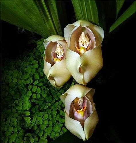 7. Hoa phong lan em bé say ngủ (Anguloa Uniflora): Một sự sáng tạo tuyệt vời của tạo hóa khi những bông hoa nhìn chẳng khác gì các em bé dễ thương đang say giấc trong lớp tã quấn ấm áp. 