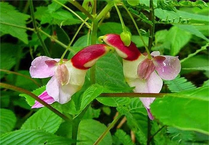 8. Hoa bóng nước hình vẹt (Impatients Psittacina): Có nguồn gốc từ khu vực Đông Nam Á, hoa bóng nước này khi nhìn từ góc nghiêng, rất giống một đôi vẹt đang chu mỏ vào nhau. 