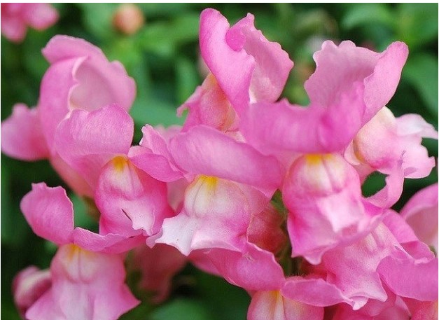 Loài hoa có hình đầu rồng màu hồng tuyệt đẹp nhưng khi tàn lại biến thành đầu lâu đáng sợ gắn liền với nhiều giả thiết bí ẩn