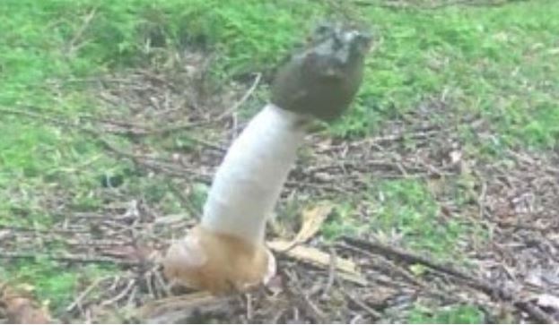 Phát hiện nấm hình dương vật tỏa mùi như thịt thối