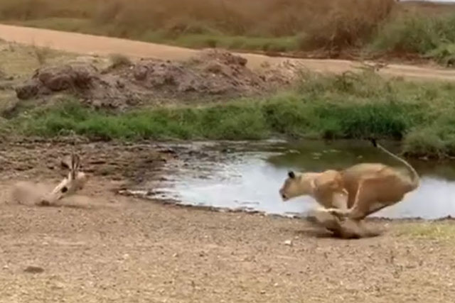 CLIP: Linh dương né đòn tuyệt đỉnh khiến sư tử vồ hụt