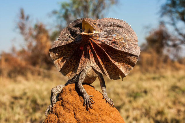 CLIP: ‘Vũ khí đặc biệt’ giúp thằn lằn cổ bướm thoát khỏi trăn đầu đen