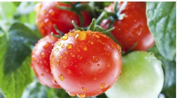 Những bộ phận có độc của rau củ quả: Ăn phải có thể nguy hiểm tính mạng