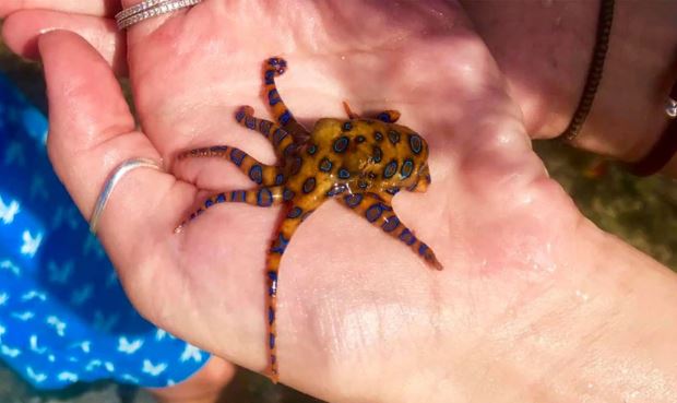 Bạch tuộc đốm xanh: Sinh vật được đồn đoán là ẩn chứa nọc độc gấp 50 lần rắn hổ mang